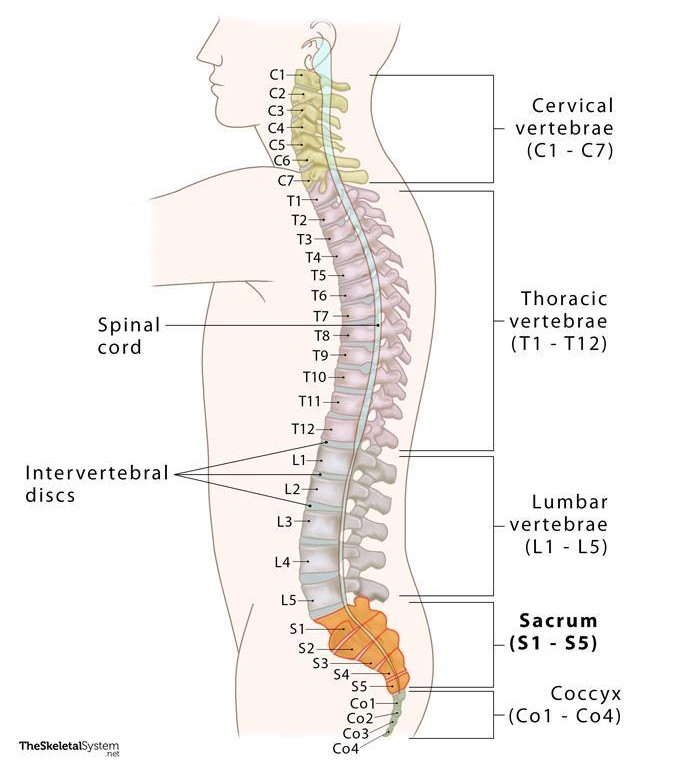 Spine Diagram